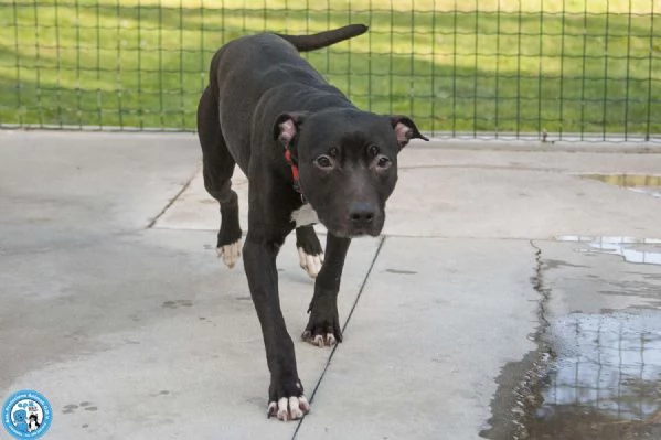 Cloe un piccolo uragano in cerca di casa