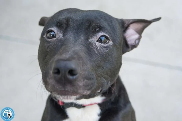 Cloe un piccolo uragano in cerca di casa | Foto 1