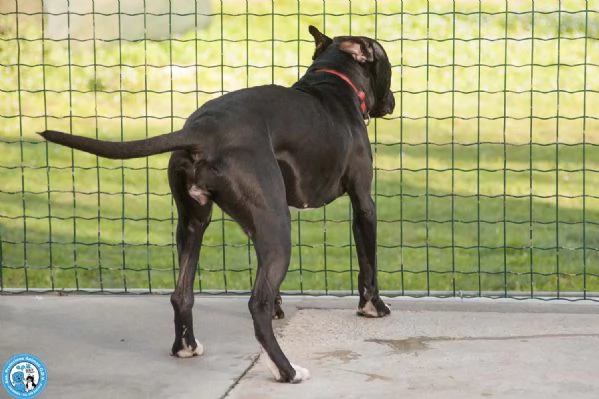 Cloe un piccolo uragano in cerca di casa | Foto 0