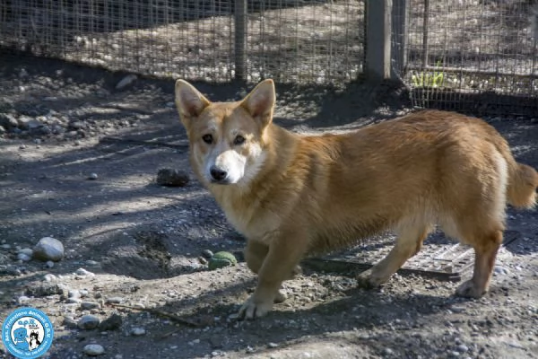 Asia Astro Aria  tre fratelli timidi e dolci | Foto 5