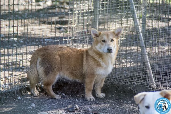Asia Astro Aria  tre fratelli timidi e dolci | Foto 4