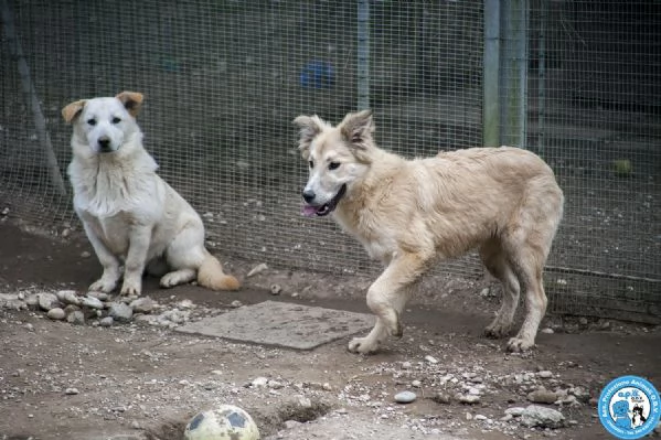 Asia Astro Aria  tre fratelli timidi e dolci | Foto 3