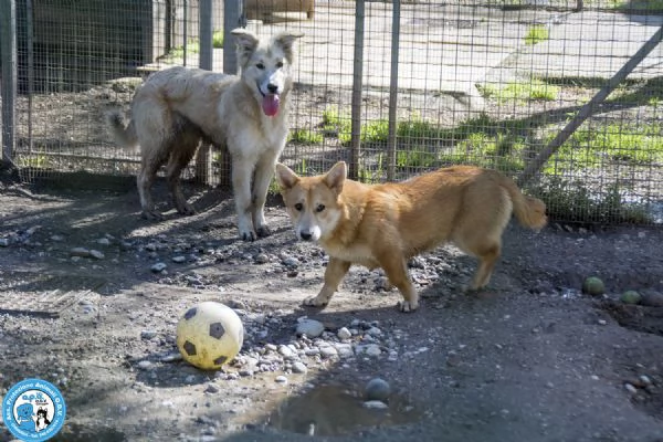 Asia Astro Aria  tre fratelli timidi e dolci