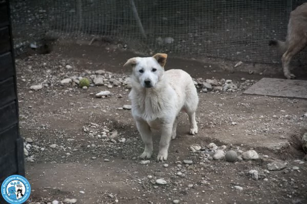 Asia Astro Aria  tre fratelli timidi e dolci | Foto 2