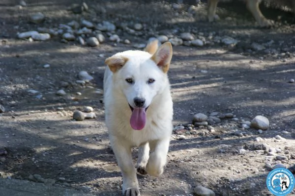 Asia Astro Aria  tre fratelli timidi e dolci | Foto 1