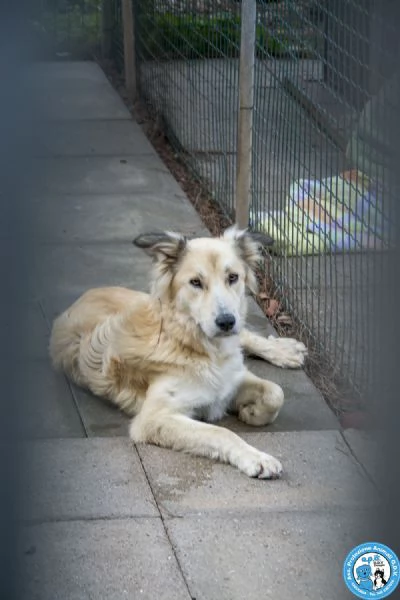 Asia Astro Aria  tre fratelli timidi e dolci | Foto 0