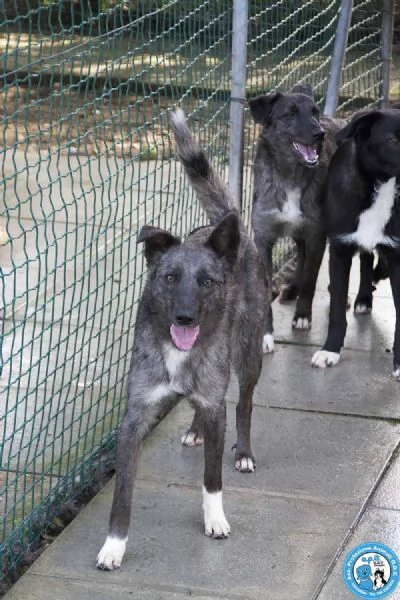 Nina Nana e Noah il club degli invisibili