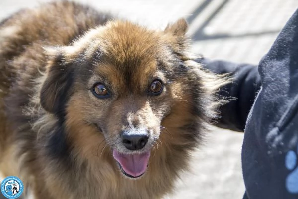 Bush un simpatico orsetto di 10 kg