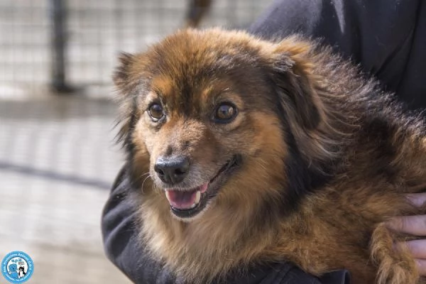 Bush un simpatico orsetto di 10 kg | Foto 4