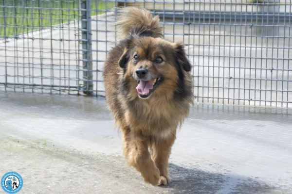 Bush un simpatico orsetto di 10 kg | Foto 3