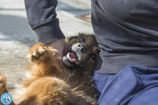 Bush un simpatico orsetto di 10 kg | Foto 2