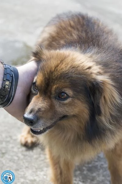 Bush un simpatico orsetto di 10 kg | Foto 0