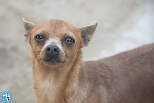 Tuono 5 chili di personalitagrave e un cuore da riparare | Foto 1