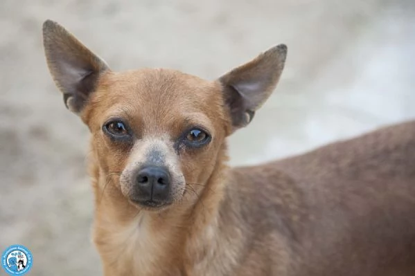 Tuono 5 chili di personalitagrave e un cuore da riparare | Foto 0