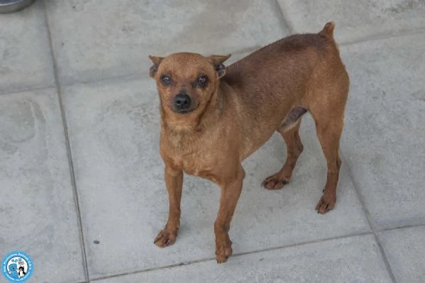 Tuono 5 chili di personalitagrave e un cuore da riparare