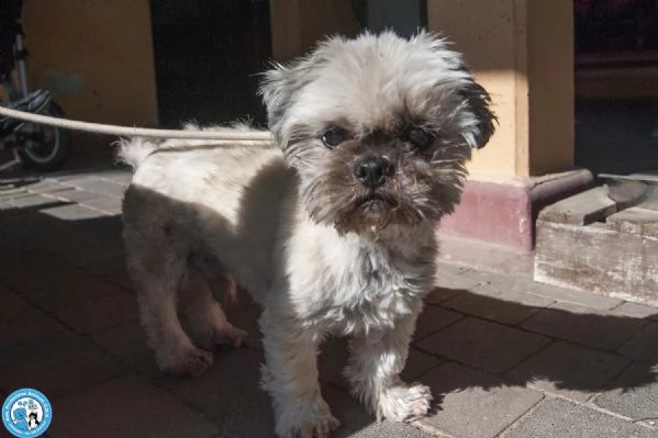 Blakino il piccolo shih tzu che aspetta il miracolo | Foto 3