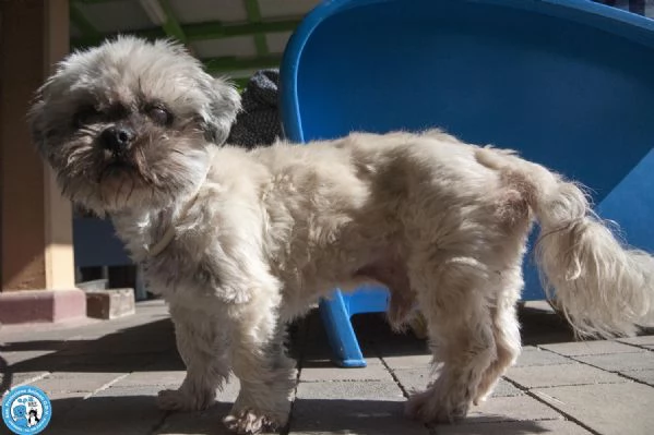 Blakino il piccolo shih tzu che aspetta il miracolo | Foto 2