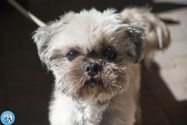 Blakino il piccolo shih tzu che aspetta il miracolo | Foto 1