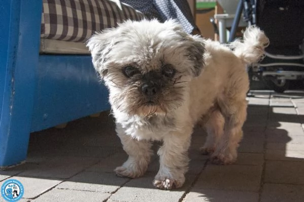 Blakino il piccolo shih tzu che aspetta il miracolo | Foto 0