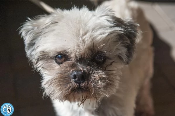 Blakino il piccolo shih tzu che aspetta il miracolo