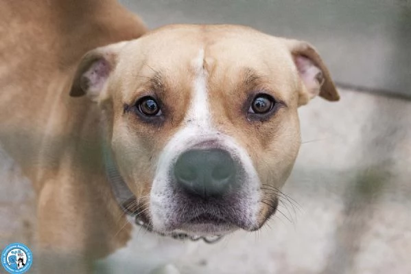 Tuono un gentilcane in abito da bullo