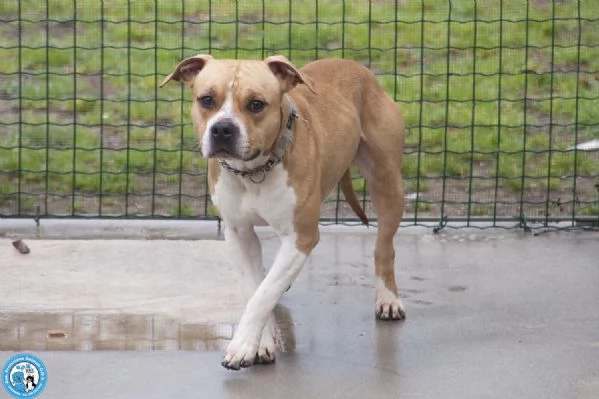 Tuono un gentilcane in abito da bullo | Foto 2