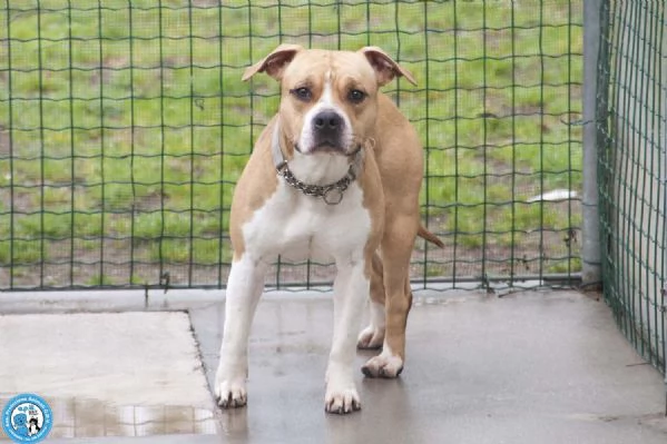 Tuono un gentilcane in abito da bullo | Foto 1