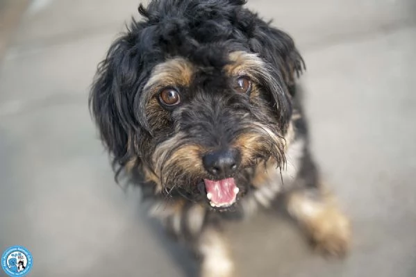 Teo il riscatto di un piccolo guerriero