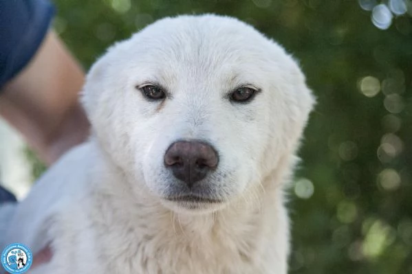 Attenzione 6 Trudy alto tasso di morbidezza in rifugio | Foto 3