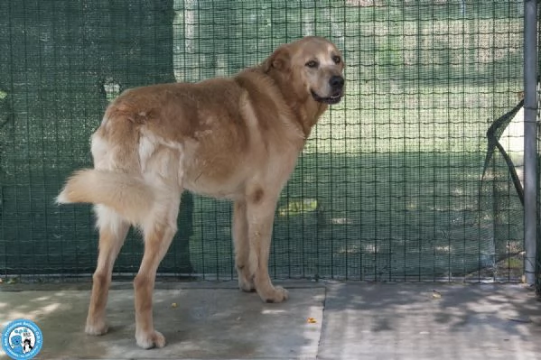 Artu il gigante buono che aspetta il suo regno | Foto 1