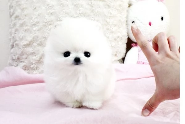 cuccioli di boo dello zwergspitz pomeraniano
