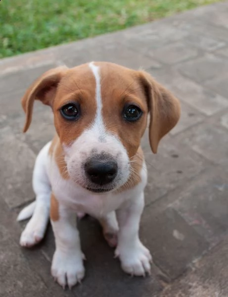  cuccioli jack russell terrier  | Foto 2