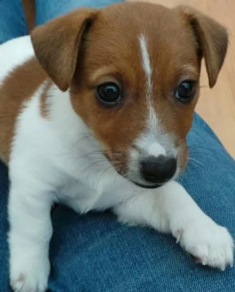  cuccioli jack russell terrier  | Foto 0