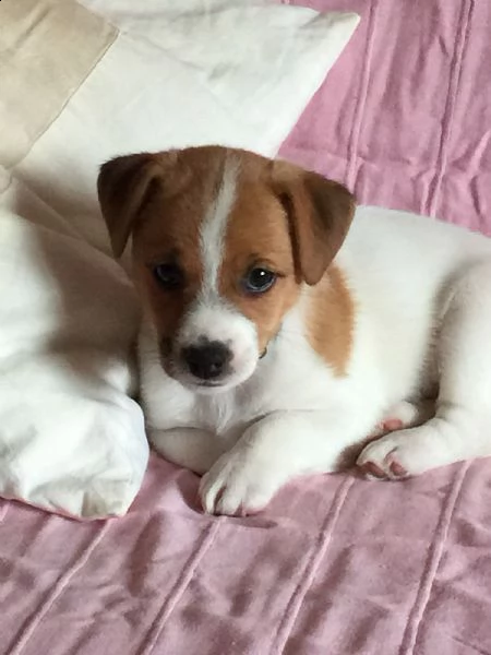  cuccioli jack russell terrier 