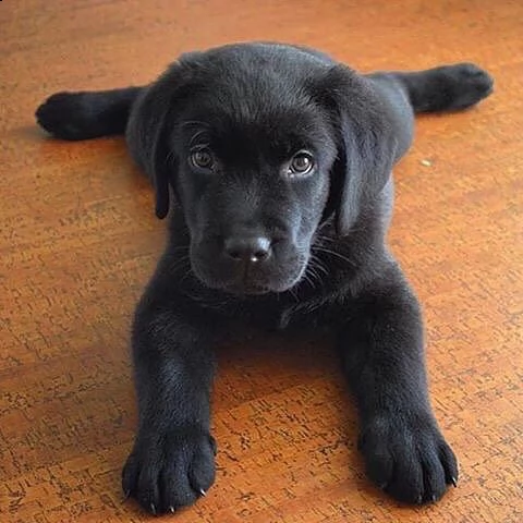 regalo labrador cuccioli disponibili  labrador cuccioli disponibili stiamo annunciando al pubblico c