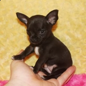 regalo chihuahua mini toy tutti miei nati in casa da genitori sempre di mia propriet e tranquillame