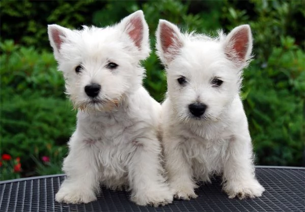 regalo adorabili cuccioli di west highland femminucce e maschietti disponibili per ladozione gratui
