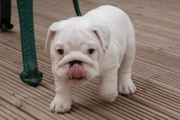 regalo cuccioli di bulldog inglese  bulldog inglese cuccioli disponibili 1 maschio e 1 femmina all