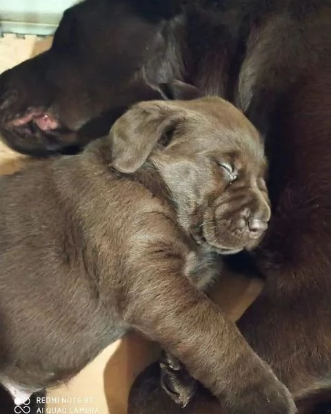 Cuccioli labrador Neri Miele e cioccolato | Foto 2