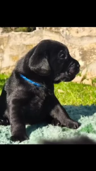 Cuccioli labrador Neri Miele e cioccolato | Foto 1