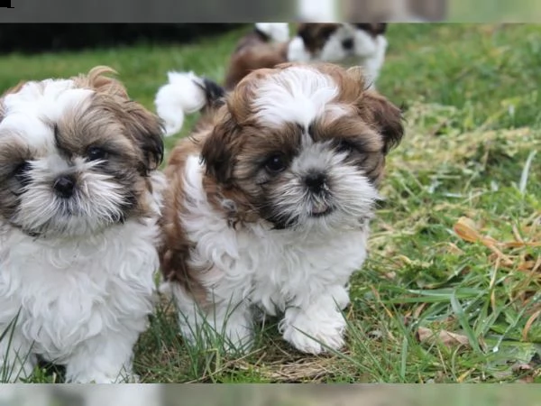 bellissimi cuccioli di shih tzu imperiali per adozione gratuita | Foto 0