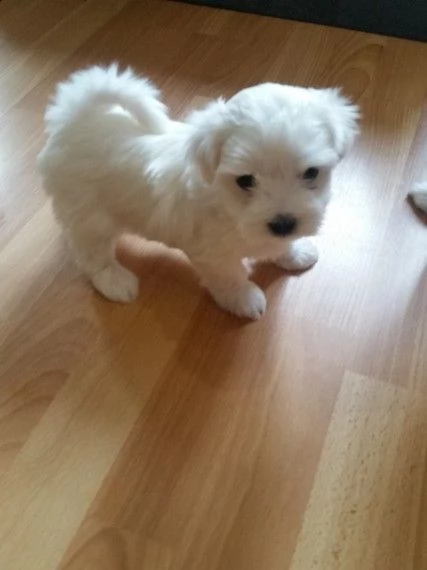 cucciolo maltese maschio e femmina disponibile per ladozione contattatemi se interessati