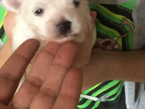 cucciolo maltese maschio e femmina disponibile per ladozione contattatemi se interessati | Foto 0