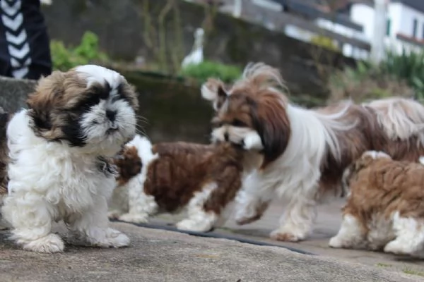 adorabili cuccioli di shih tzu gratis