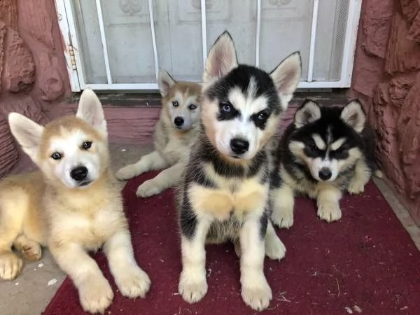 siberain huskylolafavolosa cucciola simil siberain husky