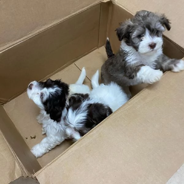 cuccioli havanese disponibili per il reinserimento