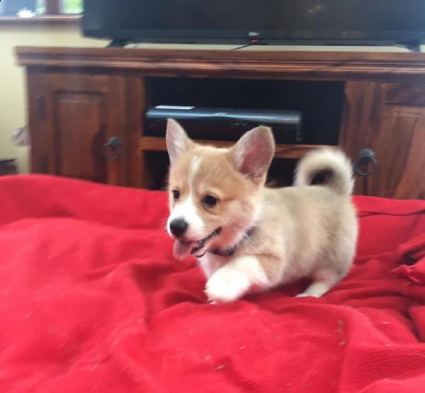 Vendita Welsh Corgi Da Privato A Milano Welsh Corgi Pembroke 2 Mesi