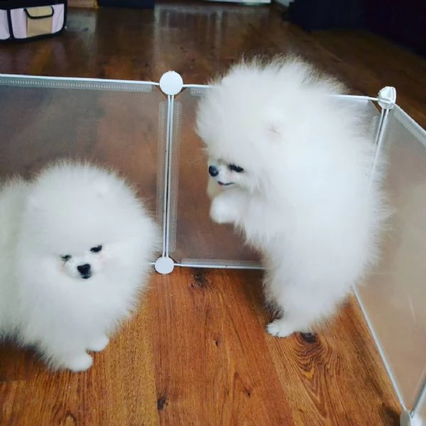  regalo  volpino pomerania mini toy 