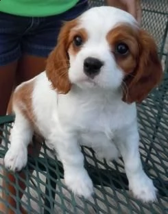 cani cavalier king bianco arancio | Foto 1