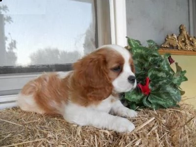 cani cavalier king bianco arancio | Foto 0